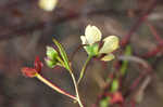 Mexican primrose-willow